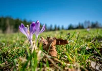 Dziś początek astronomicznej wiosny - zdjęcie główne