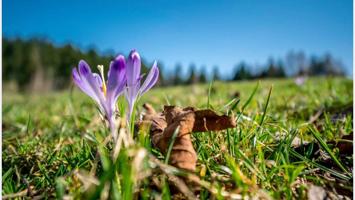 Dziś witamy astronomiczną wiosnę