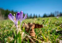 Dziś witamy astronomiczną wiosnę - zdjęcie główne