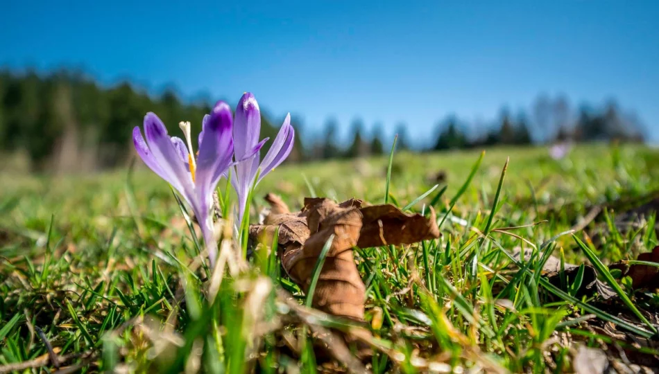 Dziś witamy astronomiczną wiosnę - zdjęcie 1