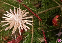 Co zrobić by choinka przetrwała  w domu jak najdłużej? - zdjęcie główne