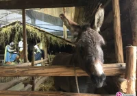 Cystersi zachęcają do odwiedzania żywej szopki - zdjęcie główne