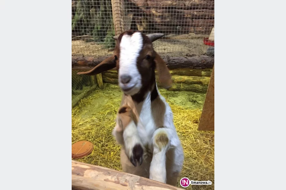 Cystersi zachęcają do odwiedzania żywej szopki - zdjęcie 3