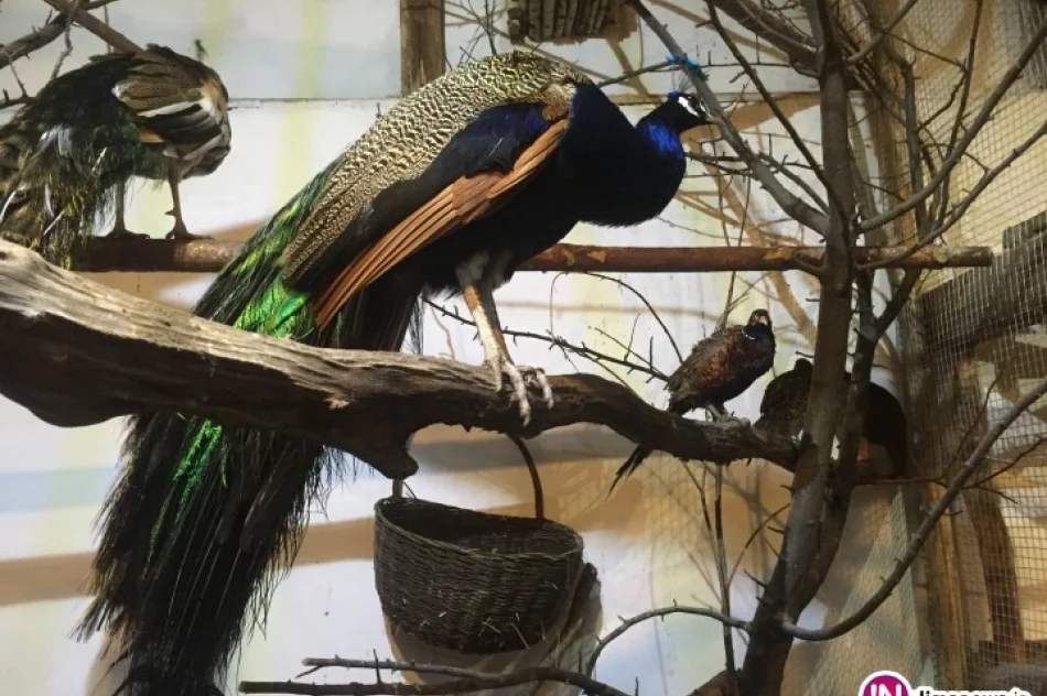 Cystersi zachęcają do odwiedzania żywej szopki - zdjęcie 4