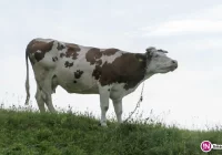 Uwaga rolnicy! Zmieniły się przepisy dotyczące identyfikacji i rejestracji zwierząt - zdjęcie główne