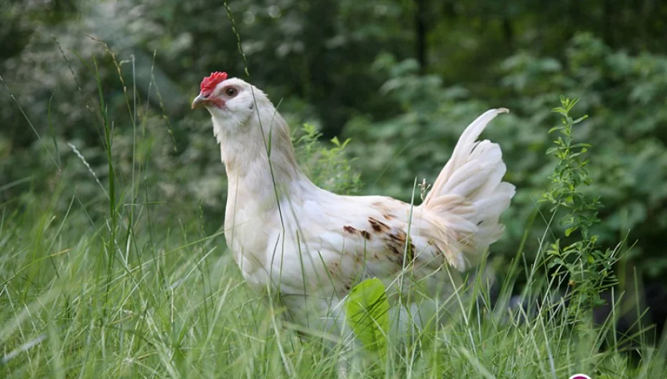 Komunikat Małopolskiego Lekarza Weterynarii - ptasia grypa - zdjęcie 1