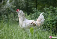 Komunikat Małopolskiego Lekarza Weterynarii - ptasia grypa - zdjęcie główne