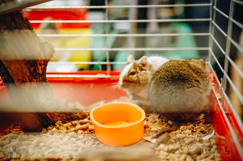 Powiatowe Targi Edukacyjne 2019 w ZSTiO - zdjęcie 8