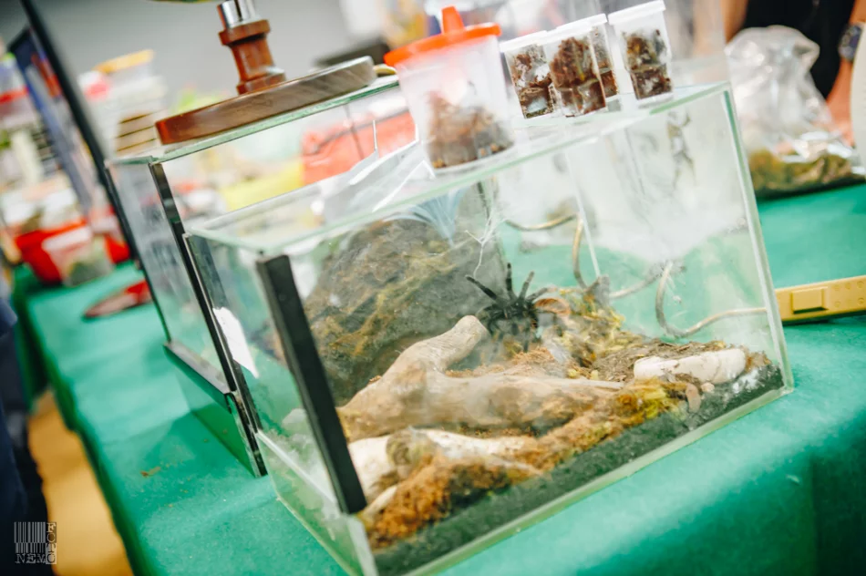 Powiatowe Targi Edukacyjne 2019 w ZSTiO - zdjęcie 10