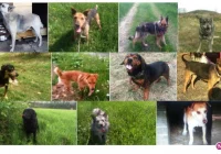 W Nowym Sączu powstanie schronisko dla psów - zdjęcie główne