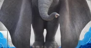  Premiera w Kinie Klaps - "Dumbo" na ekranie od 29 marca! - zdjęcie 2