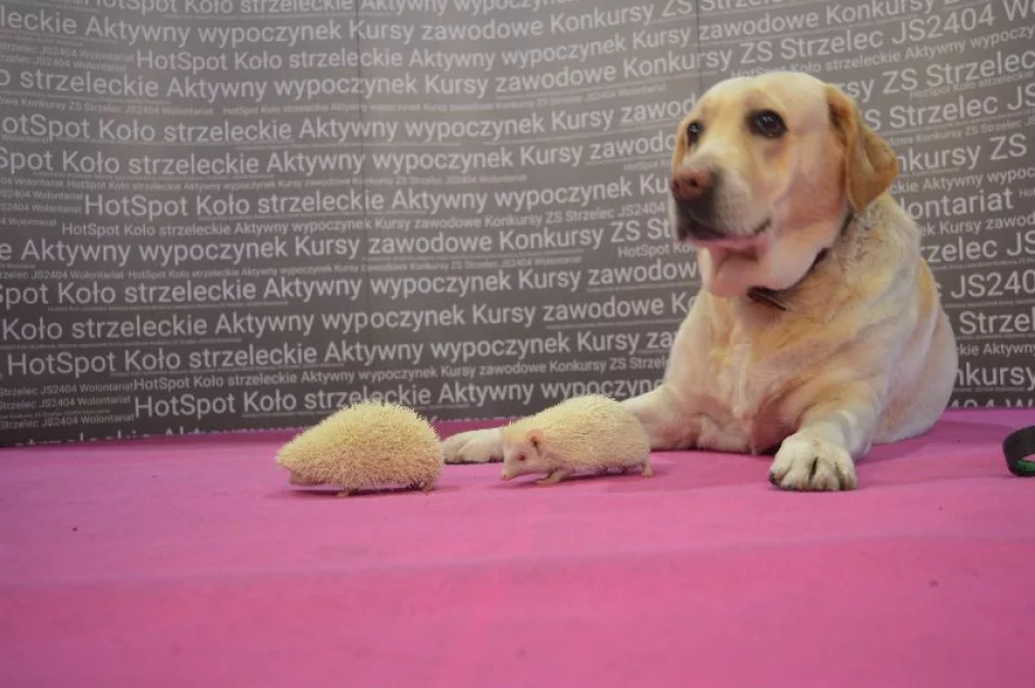 Kolejny sukces ZSTI na krakowskich targach edukacyjnych - zdjęcie 2