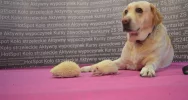 Kolejny sukces ZSTI na krakowskich targach edukacyjnych - zdjęcie 2