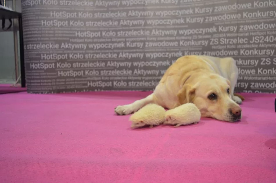 Kolejny sukces ZSTI na krakowskich targach edukacyjnych - zdjęcie 5