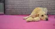Kolejny sukces ZSTI na krakowskich targach edukacyjnych - zdjęcie 5