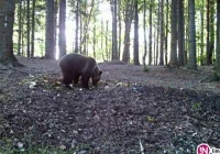 Niedźwiedź na ulicach Jordanowa - zdjęcie główne