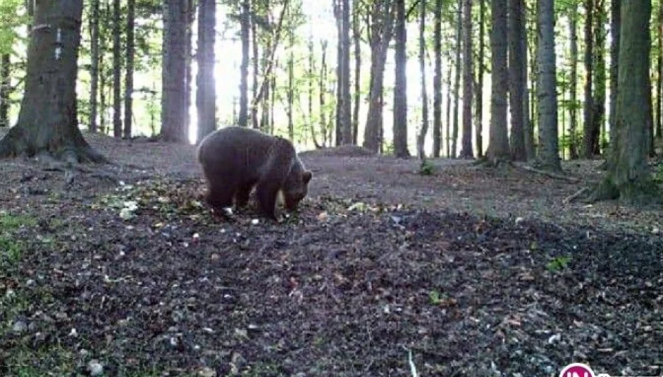 Apel ratowników GOPR w sprawie niedźwiedzi - zdjęcie 1
