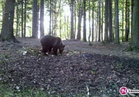 Apel ratowników GOPR w sprawie niedźwiedzi - zdjęcie główne