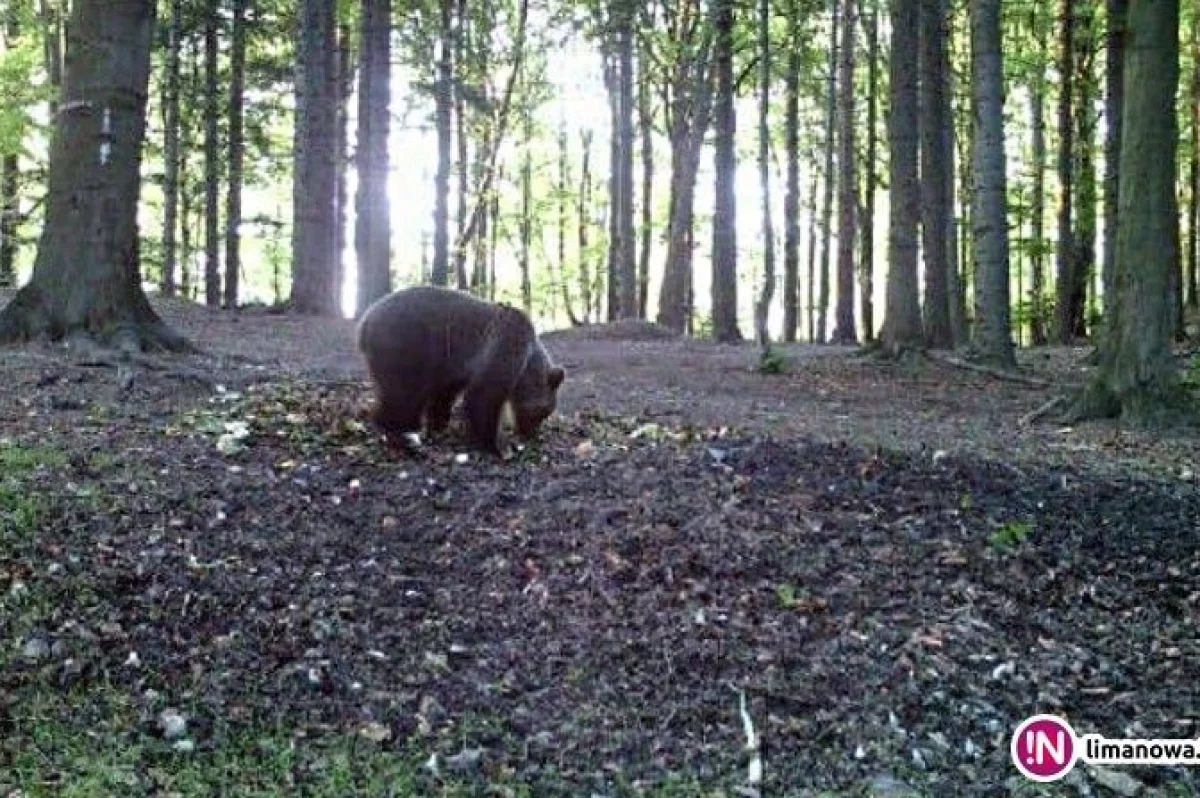 Apel ratowników GOPR w sprawie niedźwiedzi