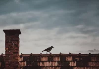 Ekointerwencje także z Limanowszczyzny - zdjęcie główne