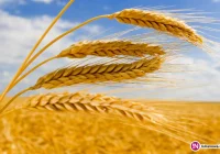 Ubezpieczenie NW obejmuje każde dziecko w rolnictwie - zdjęcie główne