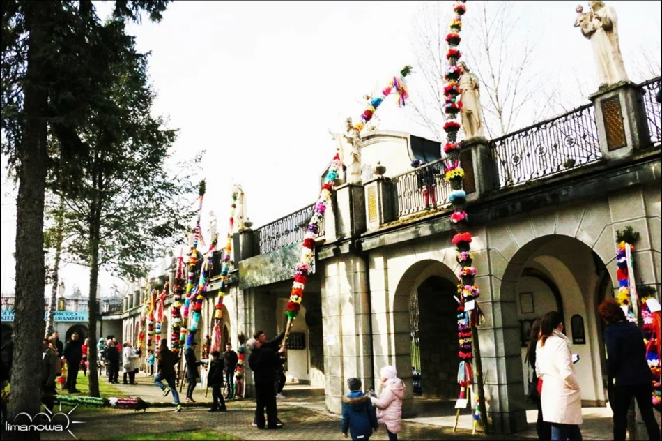 OCENIONO 47 PALM WIELKANOCNYCH - zdjęcie 3