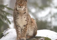 Aż 25 rysiów żyje w Piwnicznej – Zdroju - zdjęcie główne