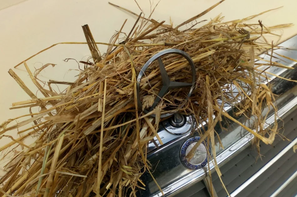 Zgodnie z tradycją, od rana psocili w centrum miejscowości - zdjęcie 8