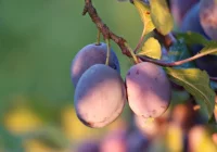 Lokalni producenci rolni w sporze z wójtem - zdjęcie główne