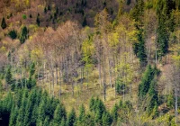 Akcja „Narodowe Sadzenie Lasu” - darmowe sadzonki w Nadleśnictwie - zdjęcie główne