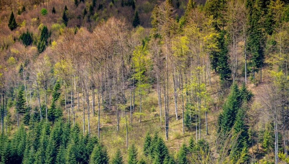 Akcja „Narodowe Sadzenie Lasu” - darmowe sadzonki w Nadleśnictwie - zdjęcie 1