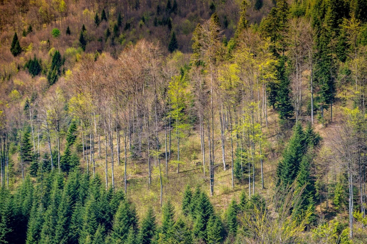 Akcja „Narodowe Sadzenie Lasu” - darmowe sadzonki w Nadleśnictwie