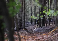 Pożar objął 2 hektary lasu - zdjęcie główne