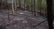 Pożar objął 2 hektary lasu - zdjęcie 3