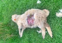 Wilki zaatakowały 7 owiec - zdjęcie główne