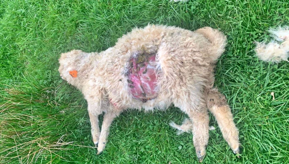 Wilki zaatakowały 7 owiec - zdjęcie 1