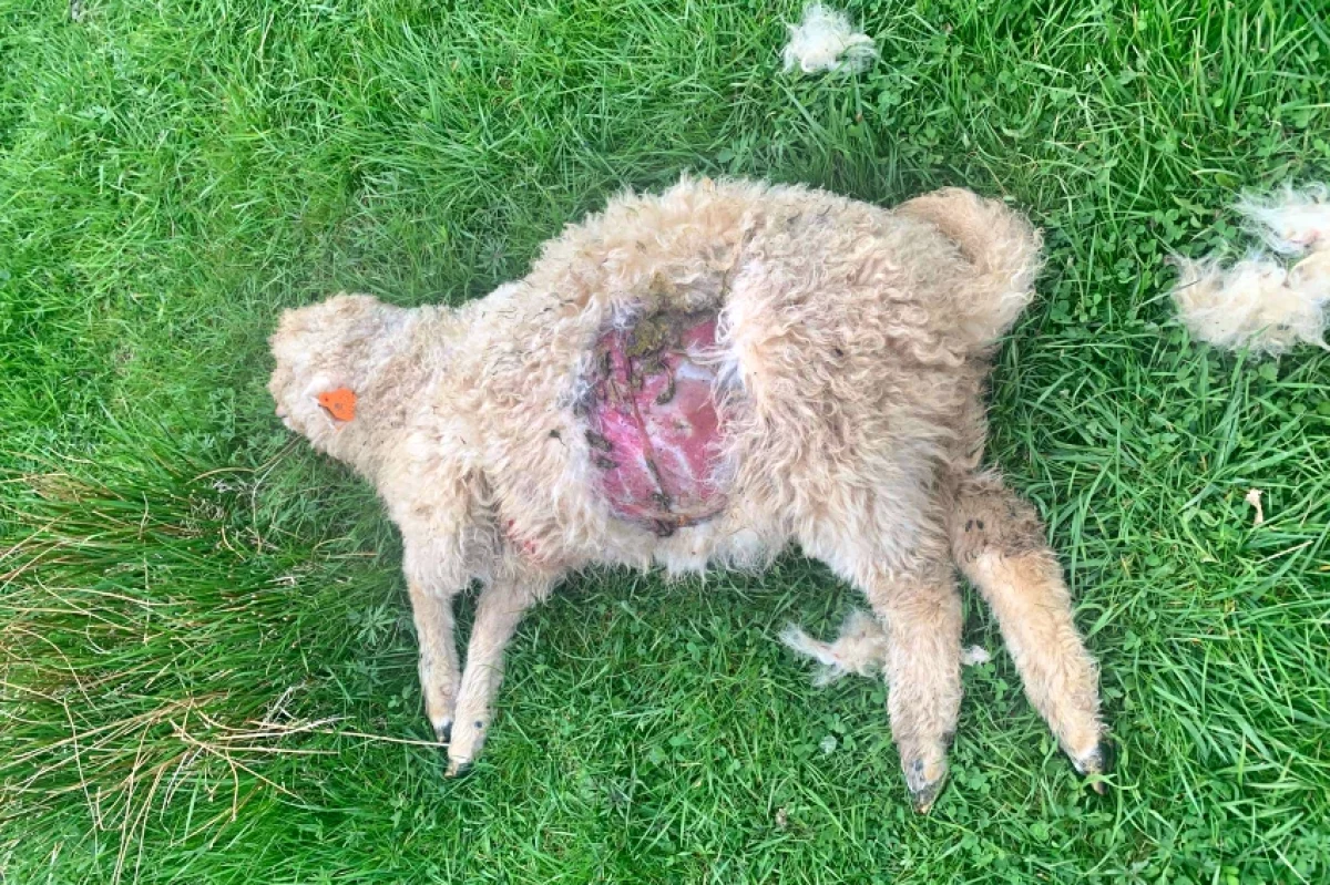 Wilki zaatakowały 7 owiec