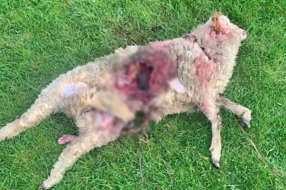 Wilki zaatakowały 7 owiec - zdjęcie 2