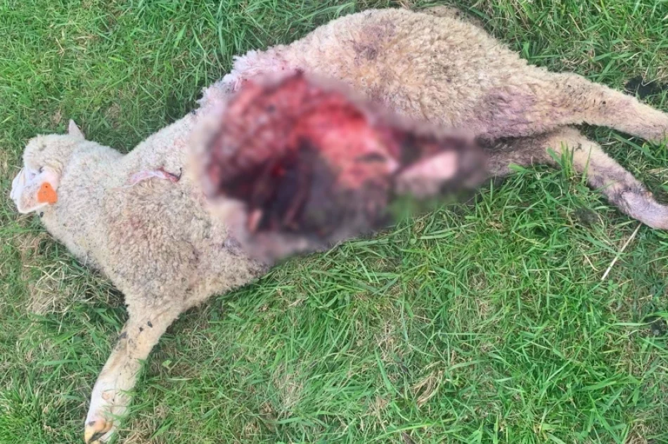 Wilki zaatakowały 7 owiec - zdjęcie 3