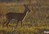 Zwierzęta zimą nie zostaną same - zdjęcie główne