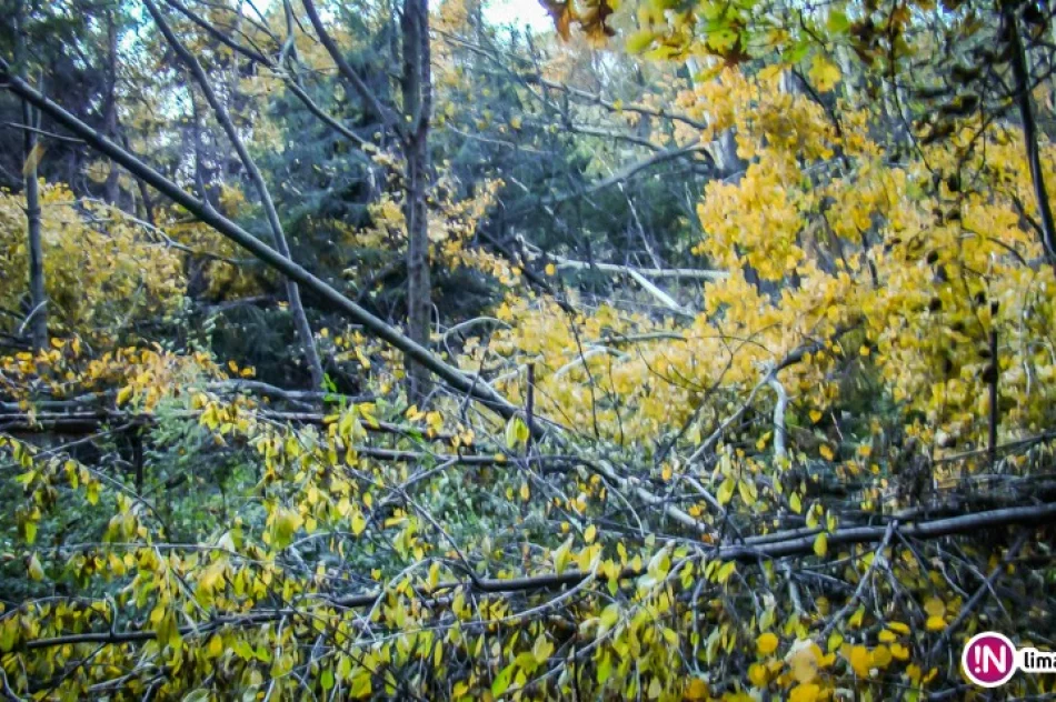 Problemy na szlaku: powalone drzewa, połamane słupy - zdjęcie 4