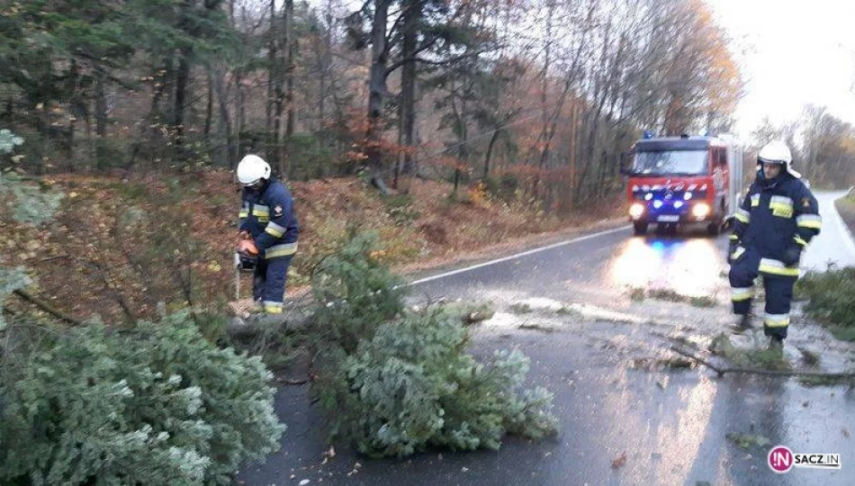 Silny wiatr nie ustaje: powalone drzewa na drogach - zdjęcie 1