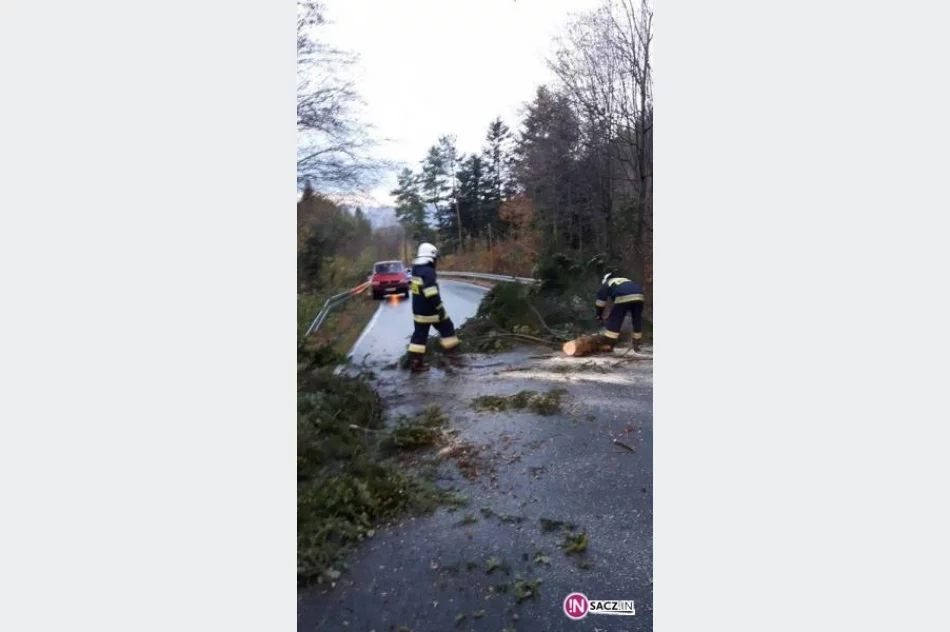 Silny wiatr nie ustaje: powalone drzewa na drogach - zdjęcie 2