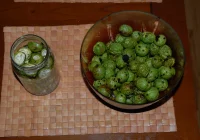 Piołun, wrotycz, orzech włoski… - zdjęcie główne