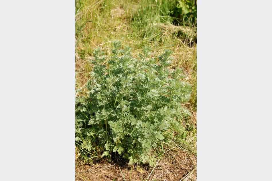 Piołun, wrotycz, orzech włoski… - zdjęcie 2