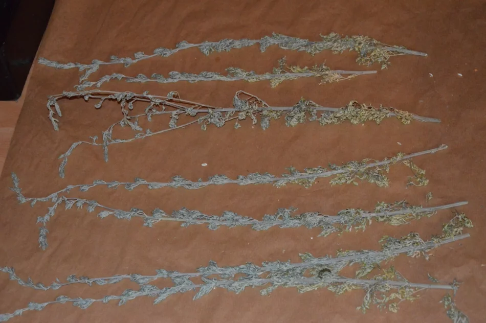 Piołun, wrotycz, orzech włoski… - zdjęcie 3