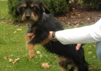 Właściciel przywiązał ją do drzewa i porzucił w lesie. Uwolniła się, teraz szuka nowego domu - zdjęcie główne