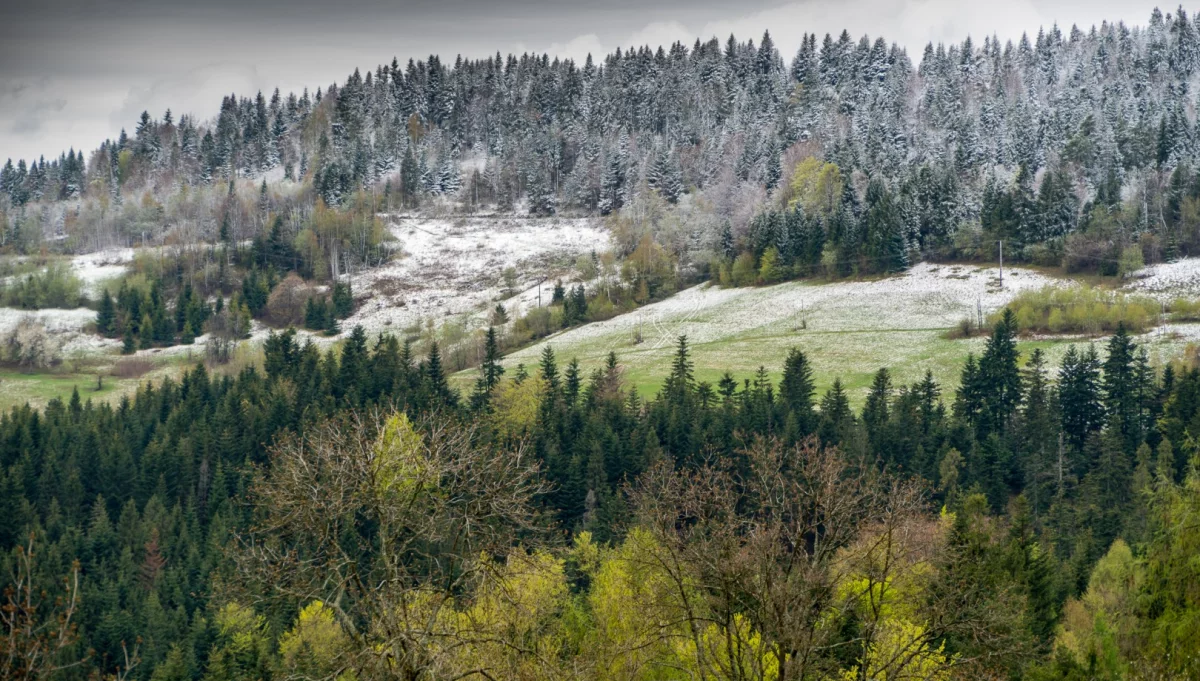 IMGW ostrzega przed przymrozkami. Temperatura spadnie poniżej zera