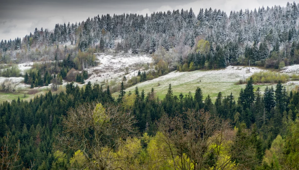 IMGW ostrzega przed przymrozkami. Temperatura spadnie poniżej zera - zdjęcie 1