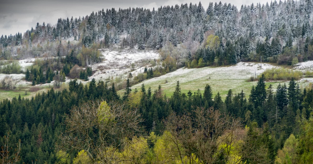 IMGW ostrzega przed przymrozkami. Temperatura spadnie poniżej zera